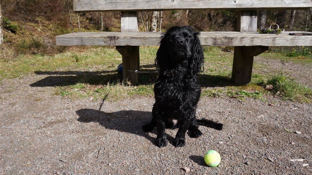 Dog Walk Glencoe