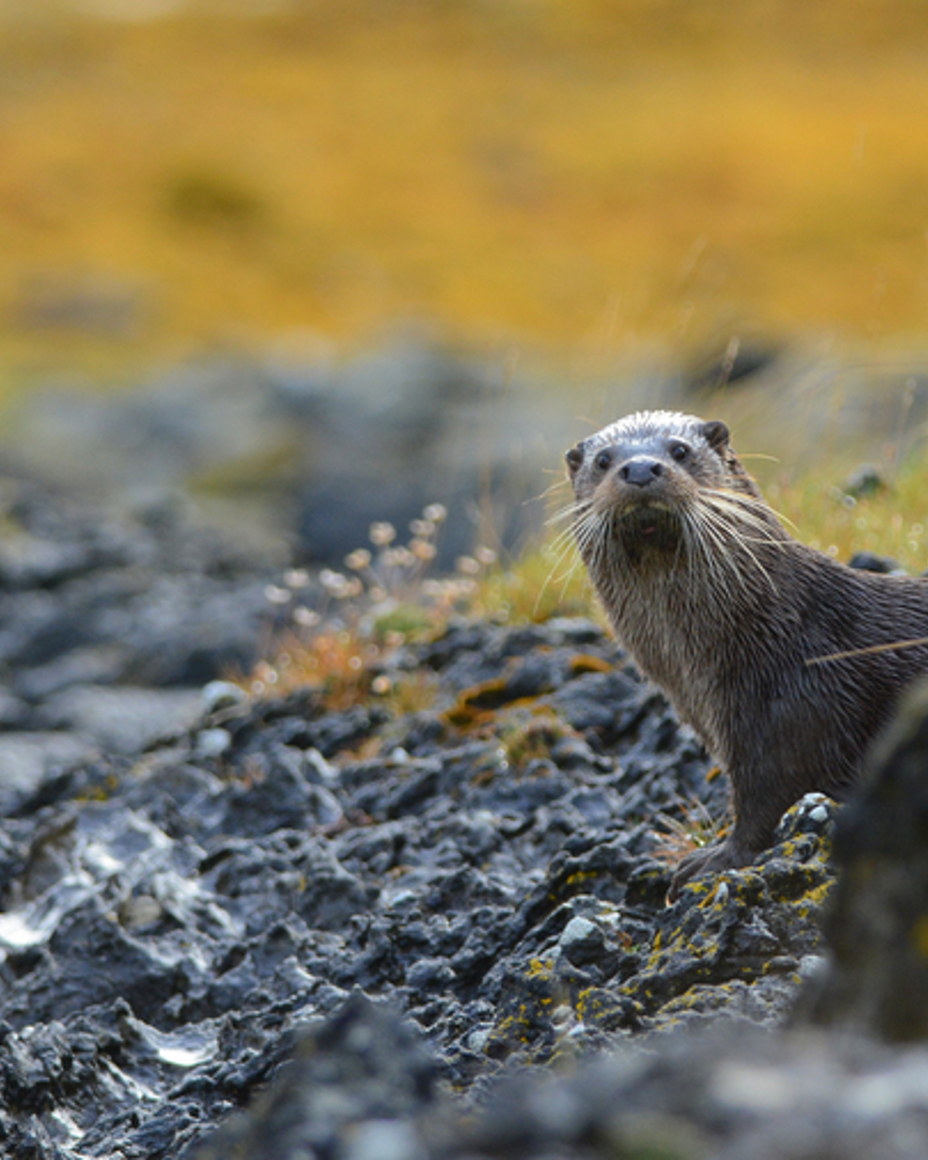 Otter Safari